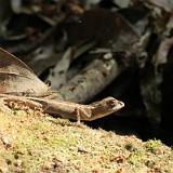 Sunbathing Lizard at Preah Kahn