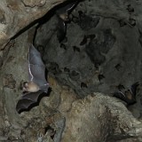 Killing Cave  Bat flying in the killing caves at Phnom Sampou.