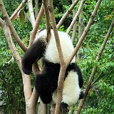 Opppss...ide Down  Same panda as on the last picture, but upside down. It's not really clear if the just like to play around or are really a bit clumsy (eventhough, after wathing a bit more, it seems the latter is true, as this guy actualy fell off the tree just a few seconds later :-)