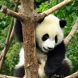 Bred Cutie  Just one example of a successfully bred panda - this one being one year old.