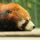 Big Pandas Little Brother  Not as popular as it's giant brother, the red panda is just as lame when it comes to reproduction and is therefore also being bred in the research station.