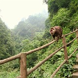 Emei Shan's Naughty Monkeys  Just a stone's throw away from Leshan's Grand Buddha is Mount Emei (Emei Shan), one of the four holy buddhist mountains in China and an absolute Sichuan highlight. It's not only famous for it's spectacular and bizzare landscape, but also for it's cheeky monkeys, which like to steal all sort of things form the tourists. The general rule is: if the monkey wants it, he will get it - so it's better to stow everything safely away (which, of couorse, I did)