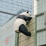 Chengdu - Panda Capital  For tourists, Chengdu, capital of Sichuan province, is most famous for being home to the giant panda breeding research station, which successfully breeds dozens of pandas each year. The pandas are also the city's pride, as is stated by this really giant panda climbing a shopping mall in downtonw Chengdu.