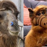 And Suddenly I knew...  Ok, I admit that I was a fan of the TV series "Alf". While I never made up my mind about the looks of the funny extraterrestrian, when looking at my camel in the Dunhuang desert, it suddenly was so obvious, where the makers of the series took their inspiration from... it is, isn't it?