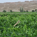 Turpan Raisins  We were astonished to see large areas of grapevines in the desert oasis of Turpan and were wondering if any wine was produced here. It isn't - but the area is one of Chinas major production sites for raisins. The grapes are being dried in the characteristic buildings that can be seen in the background.