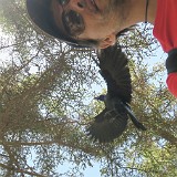 Walking as the Crow Flies  When walking through the landscapes of Mati Si, I had a (not so secret) follower - a crow was flying after me from tree to tree for at least a kilometer. When it was moving to the next tree, it would fly past my head so I could feel the wind its flaps in my neck.... it was a bit scary, really!