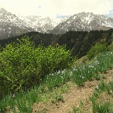 Qilian Mountains  The Qilian mountain range markes the southern boundary of the Hexi corridor, a relatively small passage leading from east to west, and being one of the most strategic areas on the silk road. It is also the main water source for the aera, allowing life in the desert areas. In Mati Si, at the foot of the mountain range, the landscape looks very alpine and would it not be for the buddist flags and tibetan tents spread accross the area, it could easily be mistaken to be a place back home...