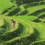 It Won't Be Organic  The rice produces here does not seem to be organic, though.... I saw many farmers spraying some chemicals on their fields :-(