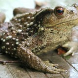 Best Friend On A Rainy Day  In the first two hours I was hiking I literally saw a hand full of people, but dozens of these fellows, many of which saved their lives by jumping away in the last moment before being squashed by my hiking boot...