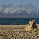 Yak Chilling in the Morning Sun