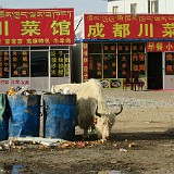 Namtso Lake - Behind the Scenes  While in terms of scenerey, Namtso Lake is a stunning place, the little village where all the tourists are made to stay, is quite terrible. Cheap and ugly shaks offering food and souvenirs, and just as cheap containers to sleep - the Yak going through the garbage just adds to the cheerless atmosphere of this place.