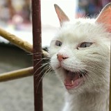 Hungry Cat  Generally, animals are pretty well off in Buddhist places, as they are being fed by the people - you never know if an animal is the reincarnation of beloved one who has passed away, and you also don't know if you will be in a similar situation in your next life, so you better treat them well. This cat looked pretty hungry, though, begging for food at our table in the restaurant.
