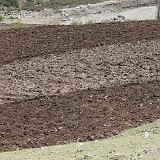 Plowing the Fields  Tibetan farmer, plowing his tiny patch of land in the traditional way, using two yaks to pull the plow. Even in the remote areas of Tibet, this becomes more and more seldom, as tractors become more common, leading to a drastic decrease of the Yak population.