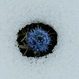 Force of Life  Not many plants are growing at these high altitudes, but it is fascinating to see the force and will, whith which the ones, who decided to grow here, were pushing towards the sun.