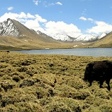 Mountain Lake  Up in the valley, there was a small altiplano whith this mountain lake, surroundid by grazing yaks. An idyllic place!