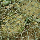 At the Market 2  Too bad I don't have a kitchen back at my room, otherwise I could not have resisted the get one of  these cute little fellows for lunch ;-)