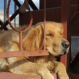 Chillout Place  Dali has the reputation to be a backpacker's hangout place and being THE place to chill-out. Looking at our hostel's dog, not only backpackers like to chill-out here :-)