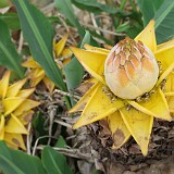 Gorge Flora  I always take a lot of flower pictures and the end up thinking that nobody really wants to look at them. For once I make an exception, as this seems to be a particularly beatiful and unique species. No idea, what it is called, though....