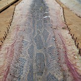 Snake Skins  ... or more exotic establishments as this snake farm, producing boa skins for soon-to-be handbags (this one being mounted for drying).