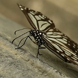 Butterfly at Minh Mang's Tomb