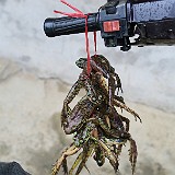 Sapa Street Life  Possibly a a legacy of the French days, but the Vietnamese certainly love their frogs. As a snack. So if you stumble over one on Sapas country roads, don't let it hop away and make sure to tie it up for a later meal!